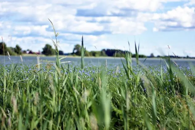 Närbild av grönt gräs och små blå blommor på en äng med somrig himmel i bakgrunden.