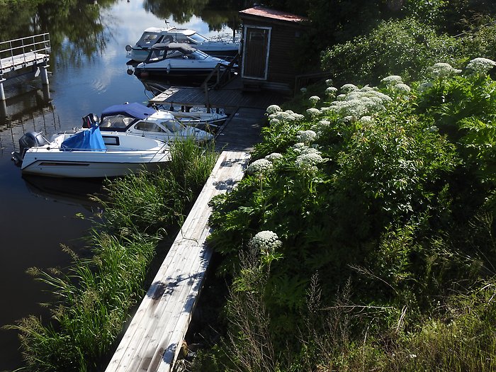Bild på ett stort bestånd av jätteloka vid en småbåtshamn.